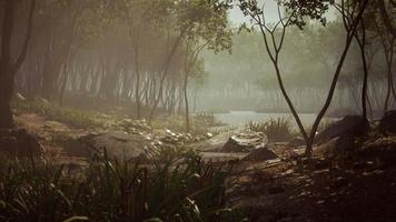pond in a forest with fog photo