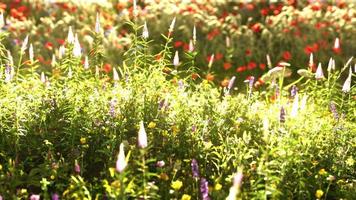 Field with flowers during summer sundown photo