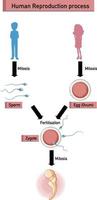 diagrama que muestra el proceso de reproducción humana vector