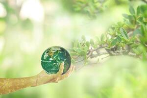 World environment day concept Globe in hand over green forest background. Tree planting and green earth on volunteering hands. Element of the image furnished by NASA photo