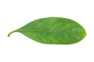 Green leaf isolated on white background. Object with clipping path. photo