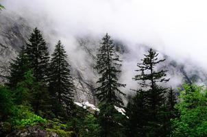 árboles en la montaña con niebla foto