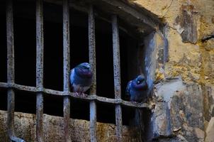 two pigeons with grid photo