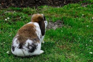 widder hare in grass in summer photo