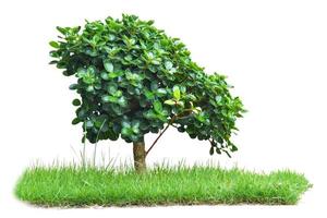 Green tree on grass isolated on white background. with clipping path photo