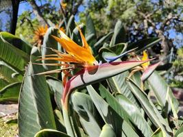 hermosa planta de ave del paraíso, flor de grúa. Strelitzia reginae. increíbles colores vibrantes. día soleado. colores verde, naranja y morado. fondo y texturas. foto