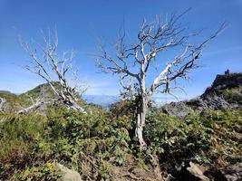 Burned forest on the cliffs on a sunny day. White trees and mountain peaks in the background. Hiking trail of Pico Arieiro to Pico Ruivo, Madeira Island Portugal. photo