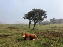 vaca sentada relajándose en el bosque. ganado en la naturaleza. bosque mágico fanal en la isla de madeira, portugal. niebla brumosa en el fondo con árboles. foto