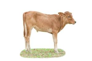 vaca ternera sobre hierba aislada sobre fondo blanco. foto