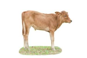 Calf cow on grass isolated on white background. photo