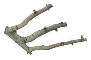 Dry branch Isolated on white background. Object with clipping path photo