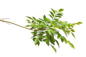 Green leaves on branch isolated on white background. with clipping path. photo