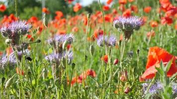 fält av vallmoblommor - sommardag i en willage video