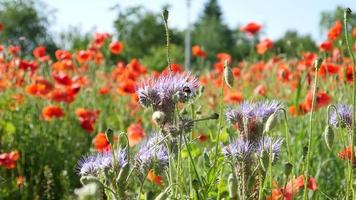 campo de flores de amapola - día de verano en un willage video