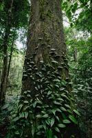 paisaje tranquilo del árbol de la naturaleza en el bosque tropical, vista del paisaje natural de los árboles de la selva en el bosque de la temporada de primavera. naturaleza exuberante follaje de fondo foto