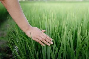 la mano femenina está tocando hojas de arroz en la granja agrícola, el primer plano de la mano de la mujer tocó la hoja de arroz fresco en el campo de arroz. la mujer campesina se relaja mientras toca los brotes de arroz en los campos agrícolas foto