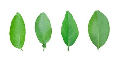 Lemon leaf isolated on white background. with clipping Path photo