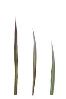 Set of sugarcane leaf isolated on white background. with clipping path photo