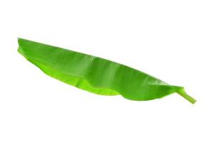 banana leaf isolated on white background with clipping path. side view photo