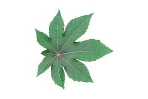 Green plane tree, sycamore leaf isolated on white background. Object with clipping path. photo