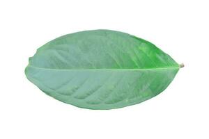 Green leaf isolated on white background with clipping path. photo