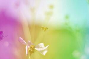 flor de cosmos de desenfoque suave con nubes de cielo fondo de desenfoque suave en un estilo vintage retro pastel. foto