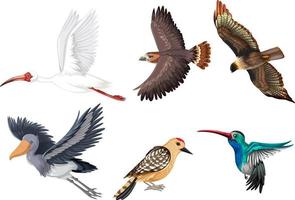 Set of different kinds of birds vector