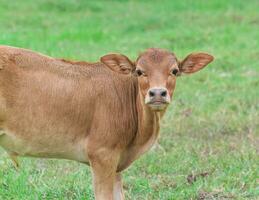 Close-up of cows head at field. selective focus photo