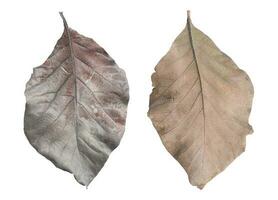 Dry teak leaves isolated on white background. Object with clipping path. photo