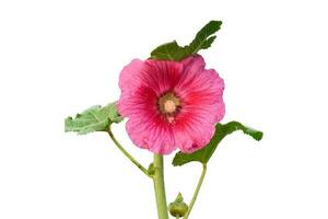 pink hollyhock with dew drops isolated on white background. with cliping path photo