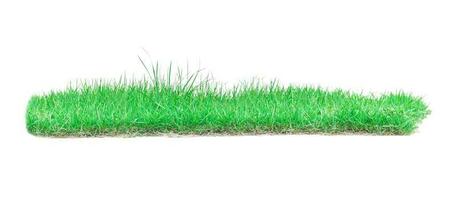 Green grass isolated on a white background. photo