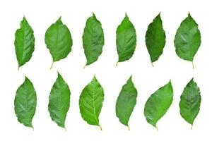 Set of green leaf isolated on white background, Object with clipping path. photo