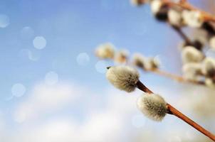 Willow branches on a background of blue spring sky and boke. Copy space photo