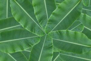 Background of fresh green banana leaf texture. photo