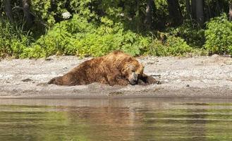 oso pardo kamchatka en el lago en verano. foto