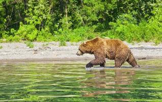 Kamchatka brown bear on the lake in summer. photo