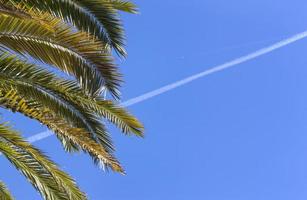 Coconut Palm tree with blue sky ond plane track, retro and vintage tone photo