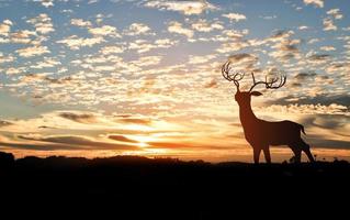 silueta de ciervo en la cima de una montaña con puesta de sol en el fondo. foto