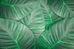 Dark green leaves texture background. Tropical leaf for backdrop or wallpaper. photo