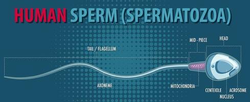 Structure of human sperm spermatozoa vector