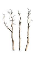 Set of dry tree branch isolated on white background. Object with clipping path. photo