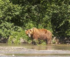 oso pardo kamchatka en el lago en verano. foto