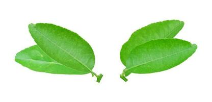 Green lemon leaf isolated on white background. photo