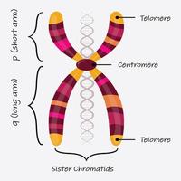 autosomal chromosome diagram vector