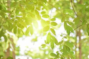 Green leaves on blurred greenery background. Concept plants landscape, ecology. photo