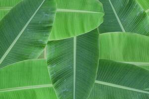 Background of fresh green banana leaf texture. photo