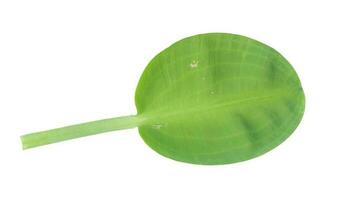 Lotus leaf isolated on white background. Object with clipping path. photo