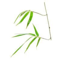 Tropical bamboo leaf isolated on white background. Object with clipping path. photo