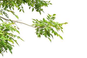 Green leaves on branch isolated on white background. with clipping path. photo