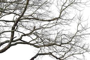 rama de un árbol seco aislado sobre fondo blanco. objeto con trazado de recorte. foto